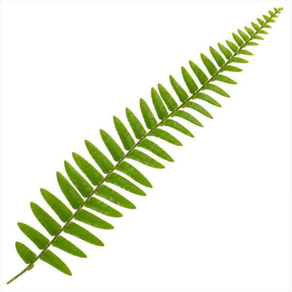 Nephrolepis Hanging Basket Boston Fern 19cm Pot – Easy Care Pet Friendly Indoor Houseplant