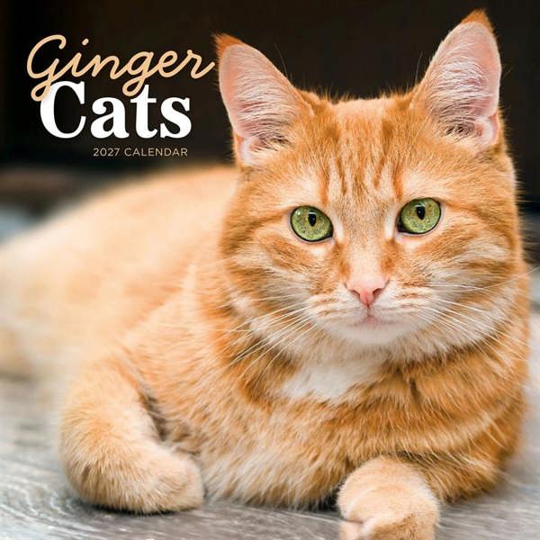Ginger Cats Calendar 2027, Wall Calendars, Month To View, Cats, Gift