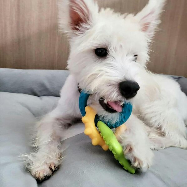 Nylabone Gentle Puppy Teething Rings Bacon Flavour Dog Toy Up To 11kg
