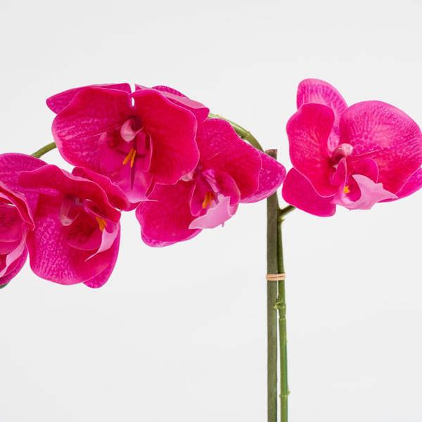 Scottish Everlastings 40cm Pink Orchid in Cement pot