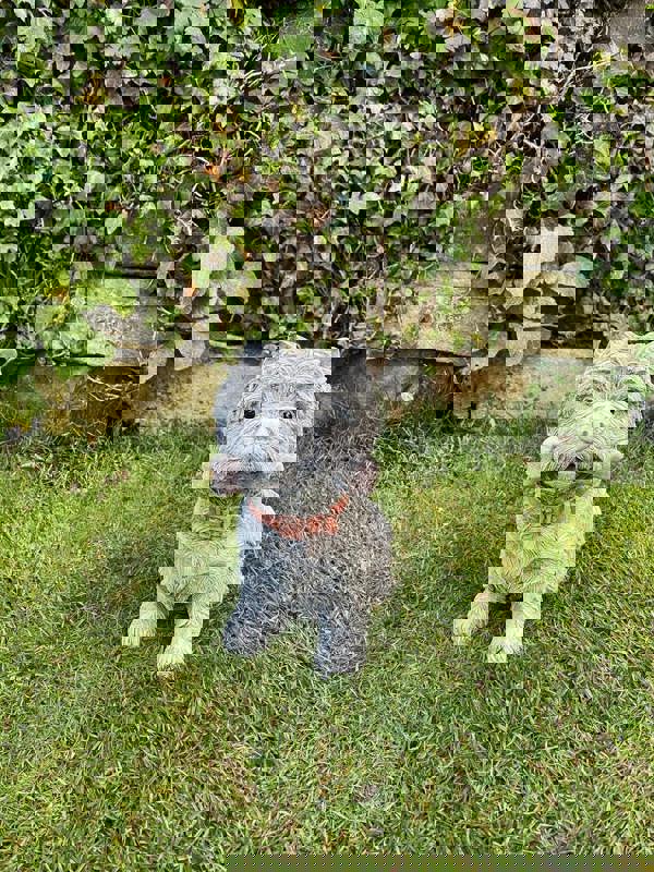 Small Westie Terrier chewing bone Stone Ornament