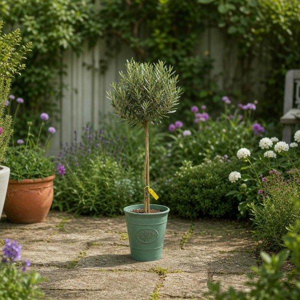 Olive Tree - 90/100cm Tall - Mediterranean Charm for Your Garden - Olive Premium Plastic Planter Green