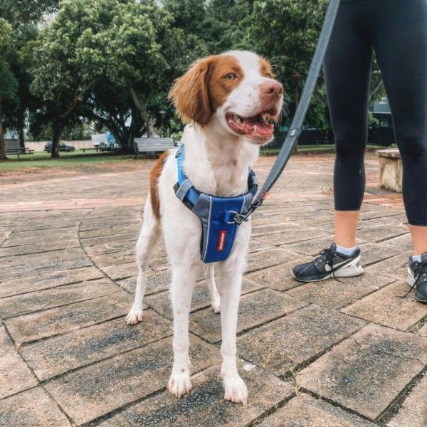 EzyDog X-Link Dog Harness in Blue