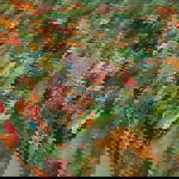 Designer patterned upholstered bench with sleek profile and solid wooden legs