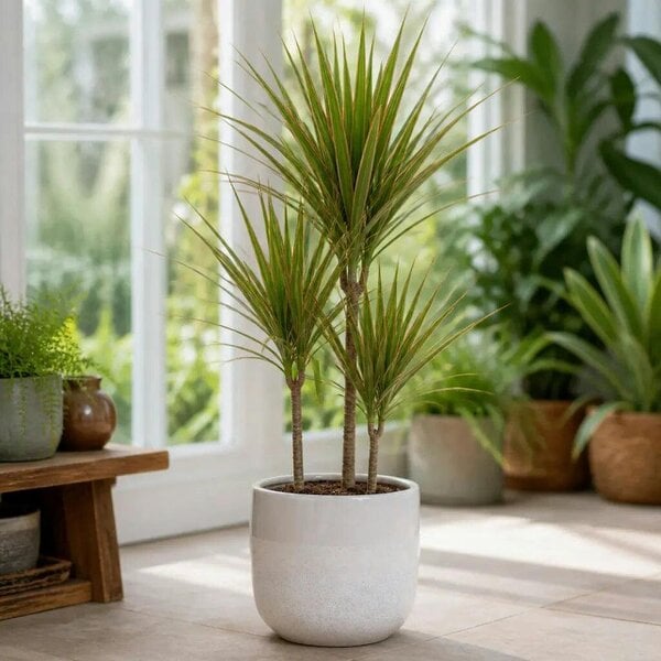 Dracaena Marginata 3 Stem Dragon Tree – Elegant Architectural Tropical Indoor Houseplant - White Stoneware Pot