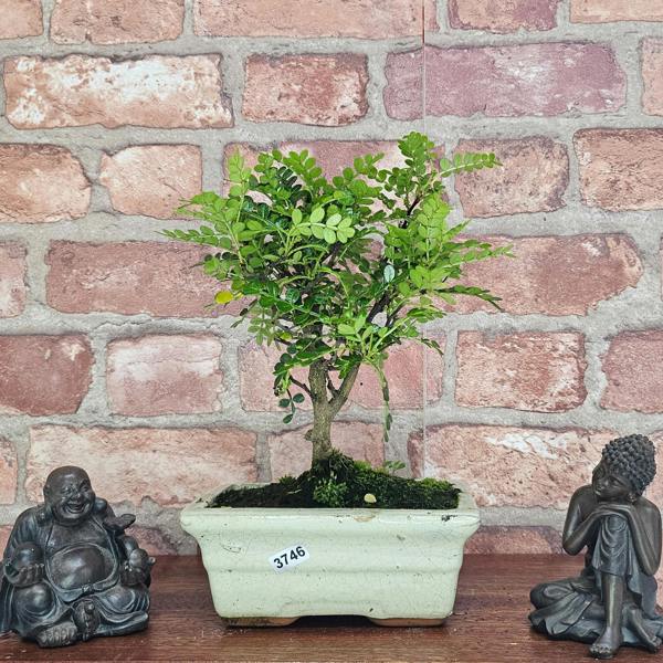 Yorkshire Bonsai Chinese Pepper (Zanthoxylum Pipertum) Bonsai Tree | Broom | In 20cm Pot