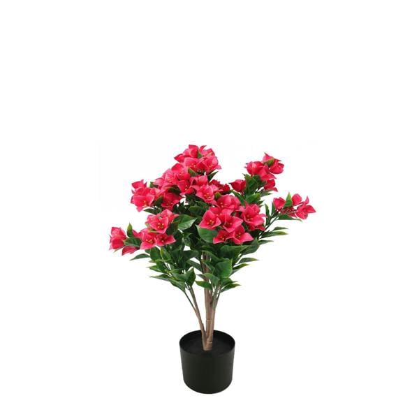 Bougainvillea Tree Fuchsia UV Protected - 60cm