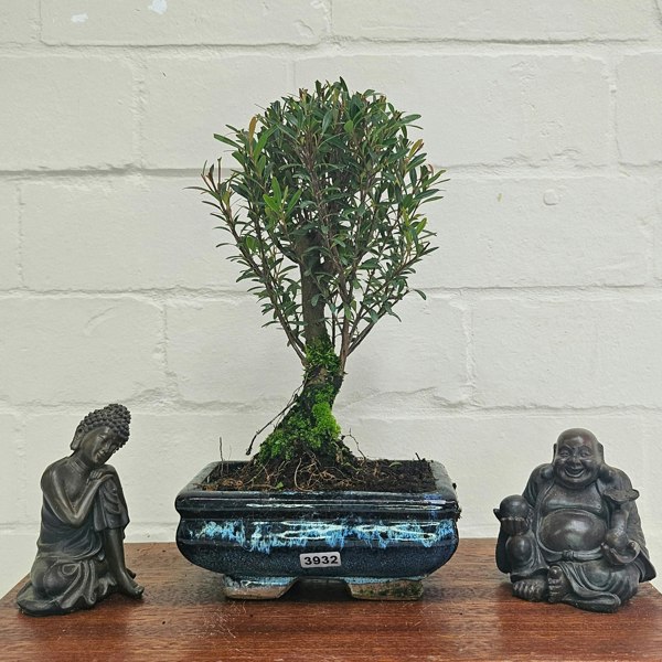 Yorkshire Bonsai Brush Cherry (Syzygium) Bonsai Tree | Broom | In 15cm Pot
