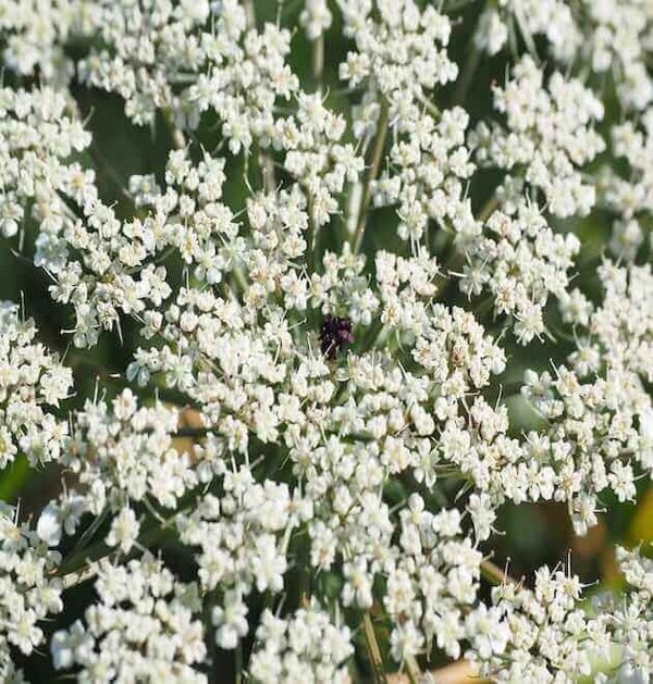 daucus carota subsp. carota