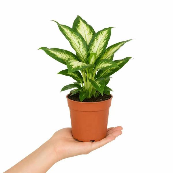 Dieffenbachia Compacta Dumb Cane 12cm Pot Plants By Post