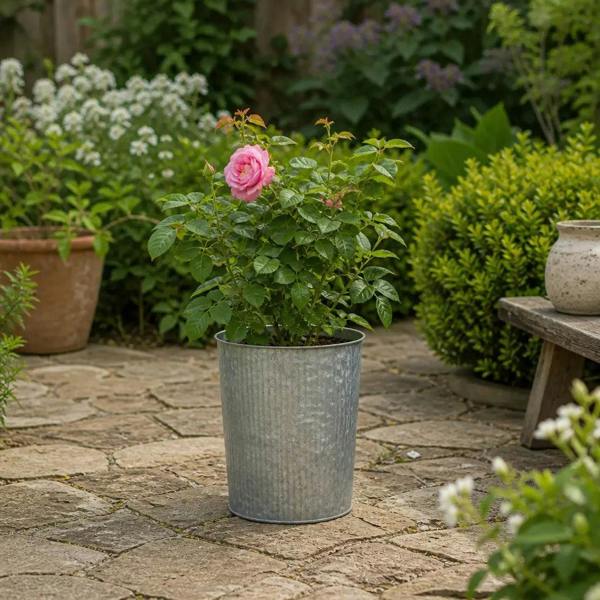 3L Mum In A Million Pink Rose Bush - Beautiful Flowering Plant Gift