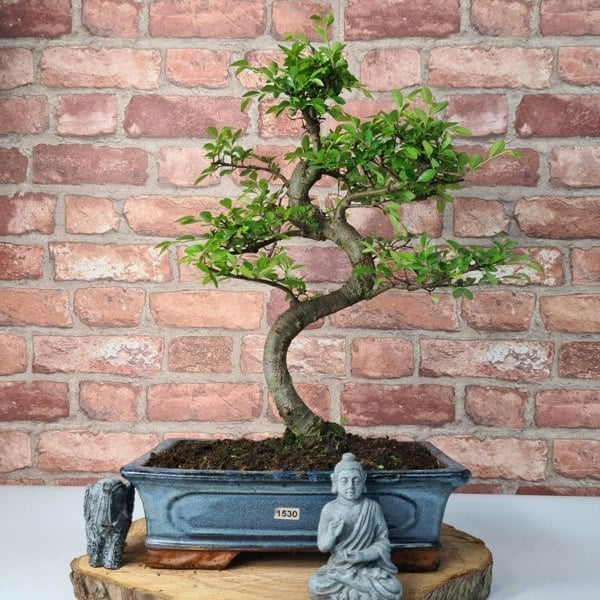 Chinese Elm (Ulmus Parvifolia) Bonsai Tree | Shaped | In 30cm Pot