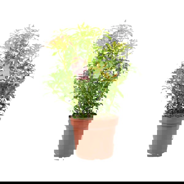 Pieris Forest Flame Unbranded