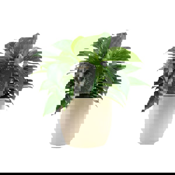 Philodendron White Wave – Indoor Plant | 12cm Pot with Decorative Ceramic Options Plants By Post