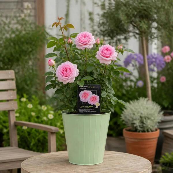 3L Mum In A Million Pink Rose Bush - Beautiful Flowering Plant Gift
