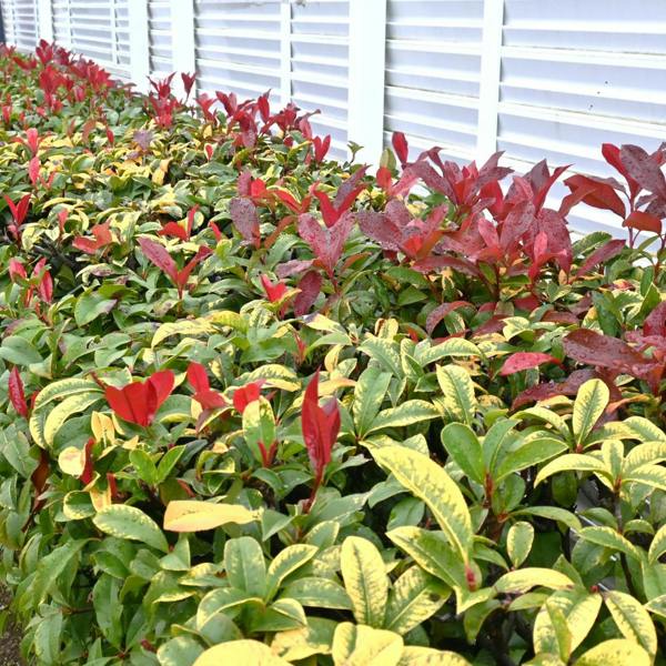 Photinia Red Robin The Rose Press Garden