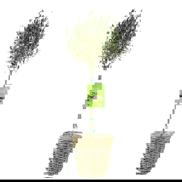 Olive Tree - 90/100cm Tall - Mediterranean Charm for Your Garden