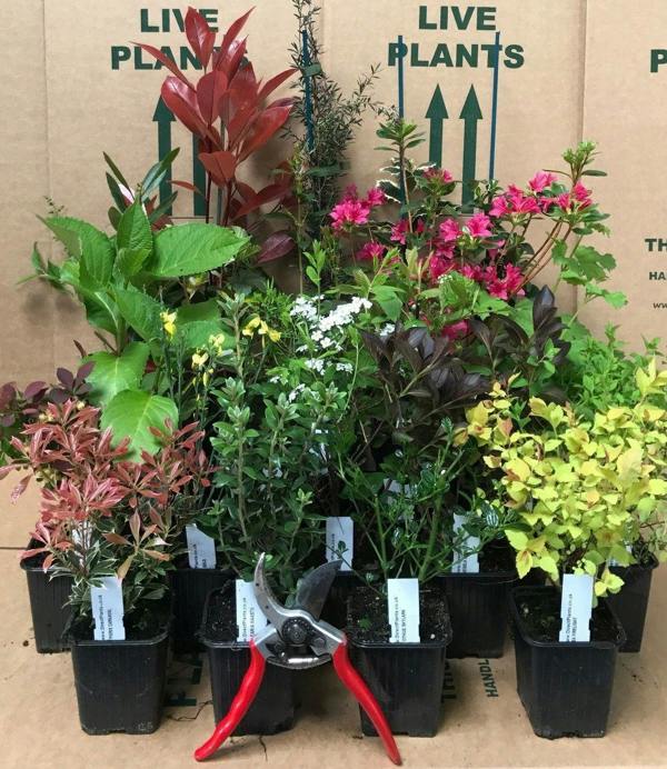 Direct Plants Mixed Garden Shrub Selection, Pack of 5 Established Plants Supplied in 9cm Pots