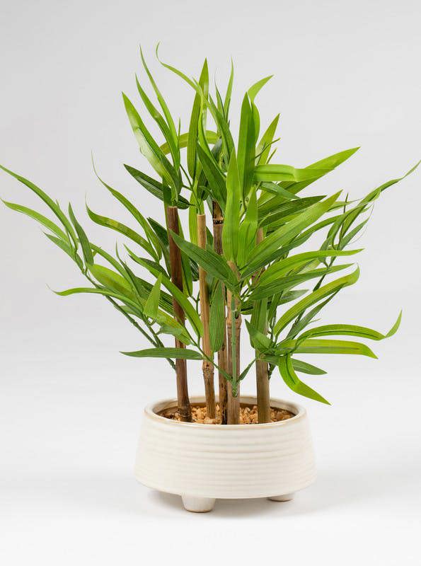 Scottish Everlastings 40cm Artifical Bamboo in Ceramic Pot