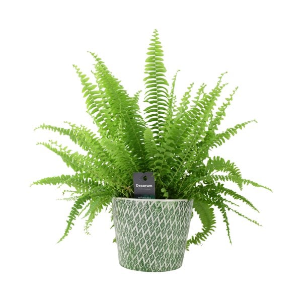 Boston Fern 17cm - Lush Air Purifying Houseplant Plants By Post