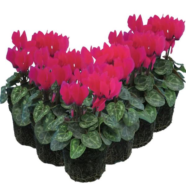 Cyclamen Deep Rose 10.5cm Pot Pack of 3 & 6 Flowering Outdoor Plants Plants By Post