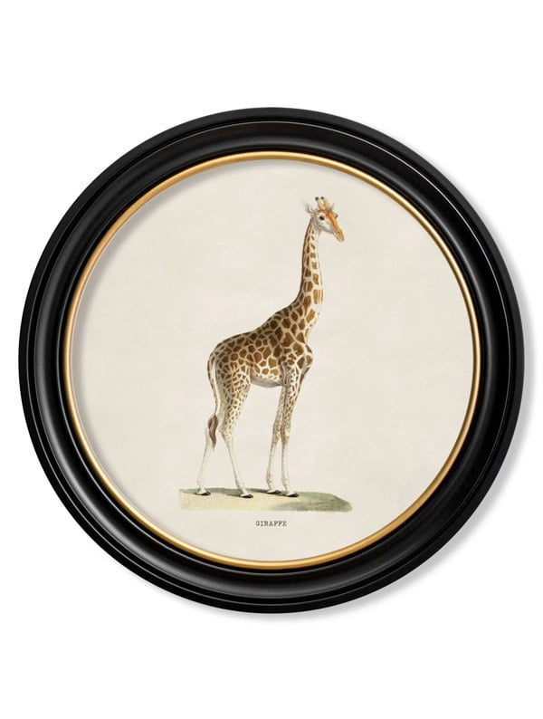 Exceptional Art c.1836 Giraffe - Round Frame