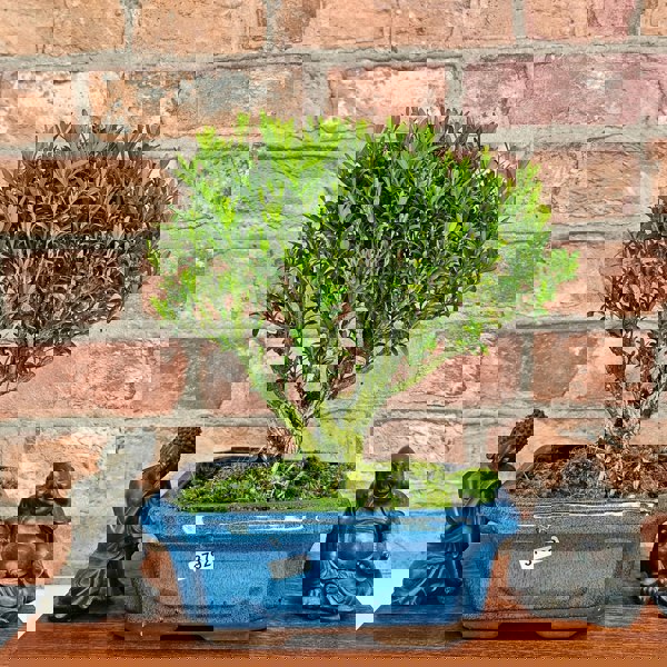 Yorkshire Bonsai Boxwood (Buxus Harlandii) Bonsai Tree | Broom | In 20cm Pot