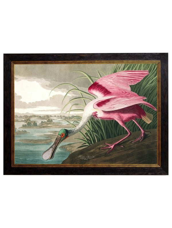 Exceptional Art c.1838 Audubon's Birds of America