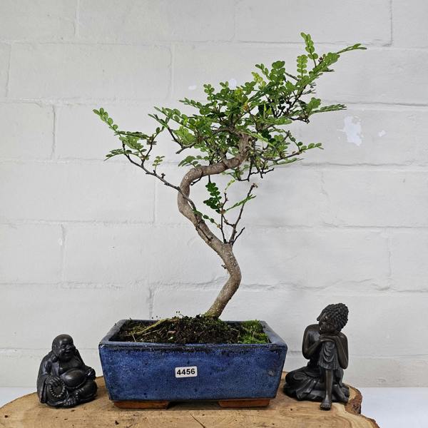 Yorkshire Bonsai Chinese Pepper (Zanthoxylum Pipertum) Bonsai Tree | Shaped | In 20cm Pot