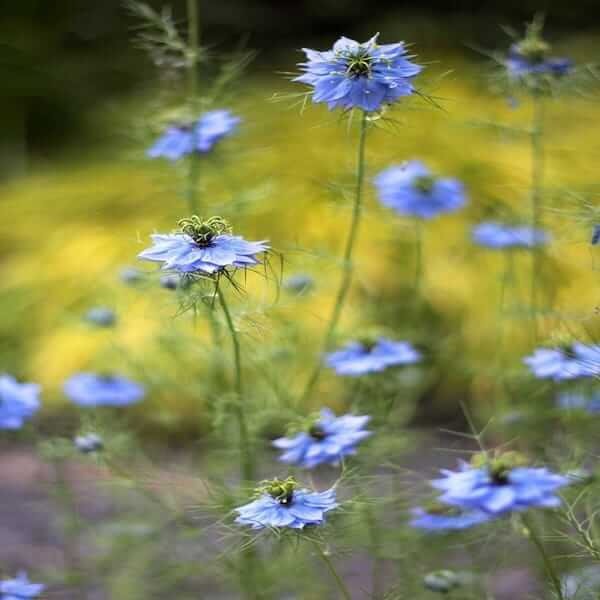 nigella-damascena