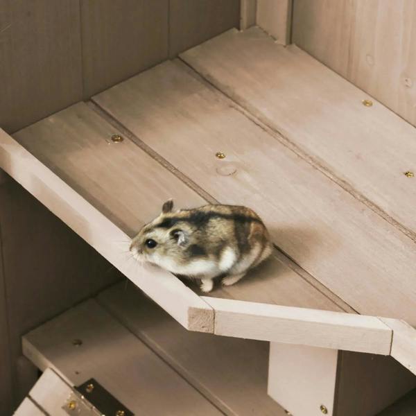Hamster inside natural wood 3-tier cage on a ramp over a lower tray