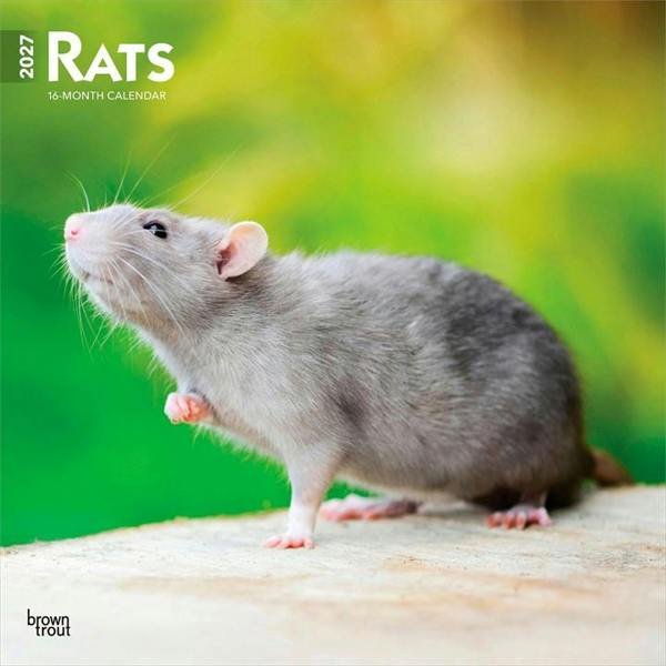 Rats Calendar 2027, Wall Calendars, Month To View, Animals, Gift
