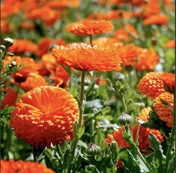 aerogarden seed pods calendula