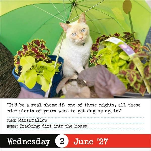 Bad Cat Desk Calendar 2027, Desk Calendars, Day To View, Cats, Gift