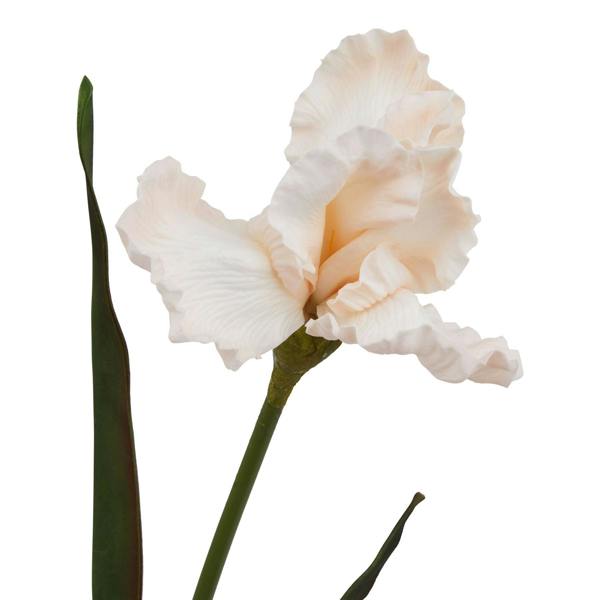 Wyld Haus Set of 3 Artificial Flowers Pale Apricot Fringed Iris Stems