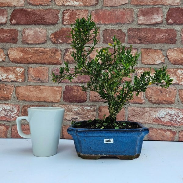 Yorkshire Bonsai Boxwood (Buxus Harlandii) Bonsai Tree | Shaped | In 20cm Pot