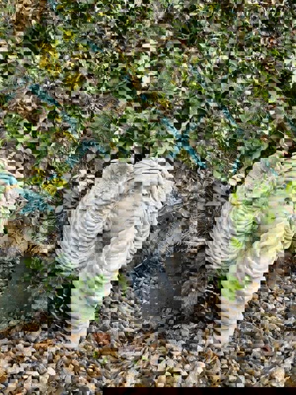 Face Planter Wall Plaque/Wall Pot