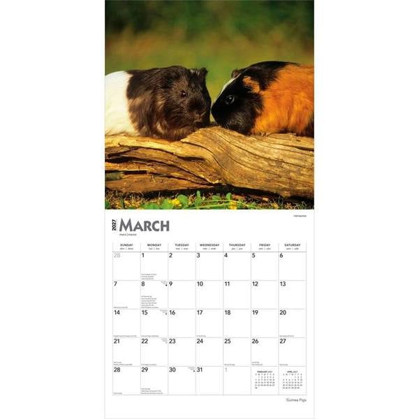 Guinea Pigs Calendar 2027, Wall Calendars, Month To View, Animals, Gift