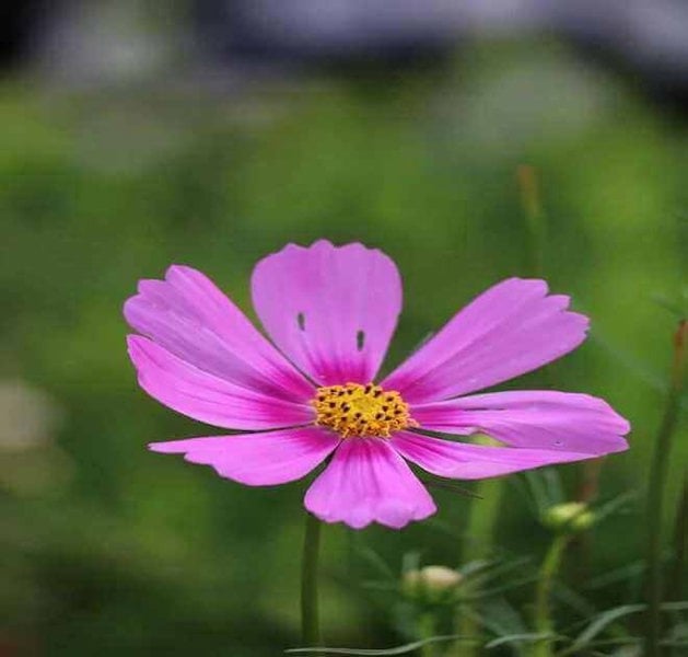 Cosmos Bipinnatus Pinkie