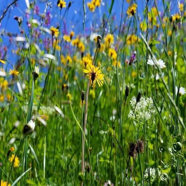 Wildflower seed packets for bees: A wildflower seed packet that will attract bees to your garden. A wildflower seed packet that is beneficial to bees and other pollinators. A wildflower seed packet that will help to create a bee-friendly garden.