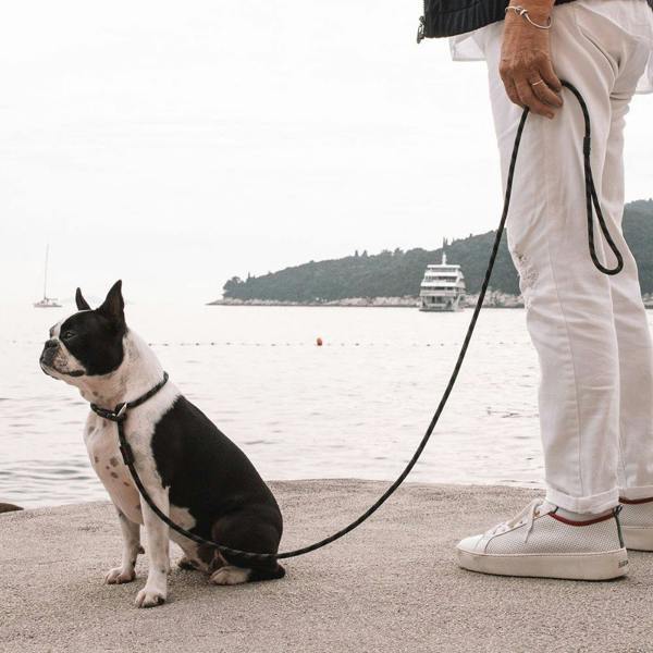 EzyDog Luca Slip Lead in Purple