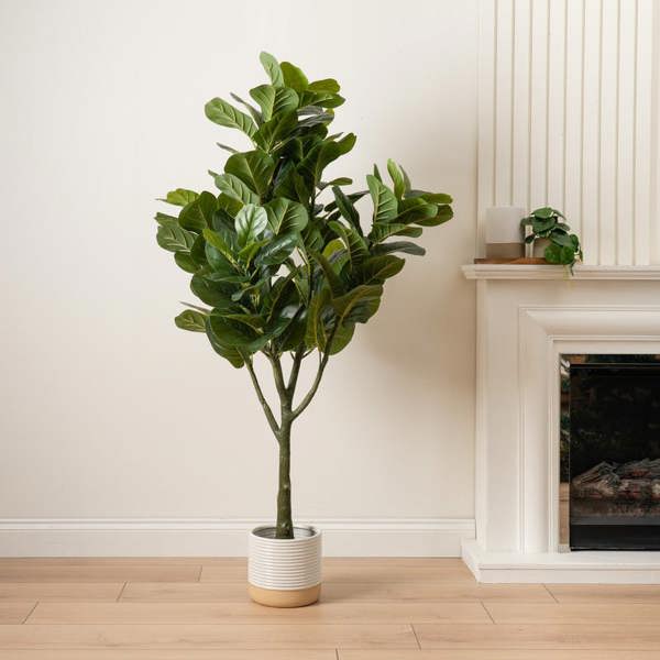 Scottish Everlastings 150cm Fiddleleaf Tree in Pot KD