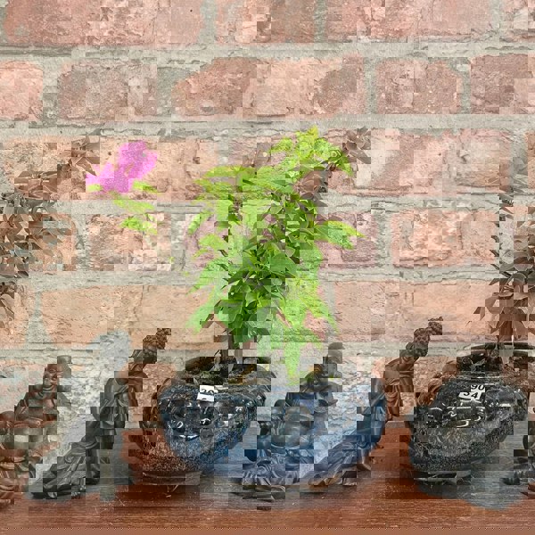 Yorkshire Bonsai Bougainvillea Bonsai Tree - In 15cm Pot