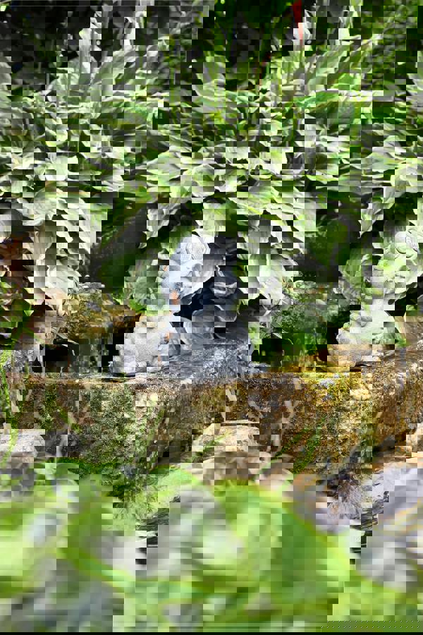 Luxform Solar Stone Frog Led Light