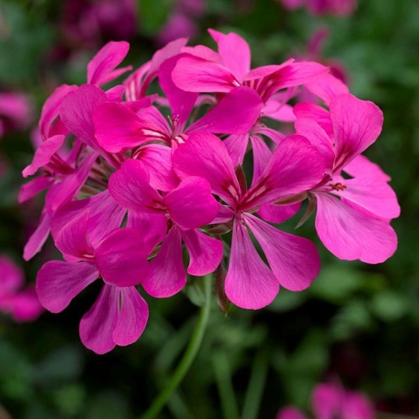 Geranium Super Cascade Rose 9cm In Recyclable Pots x 3 Plants