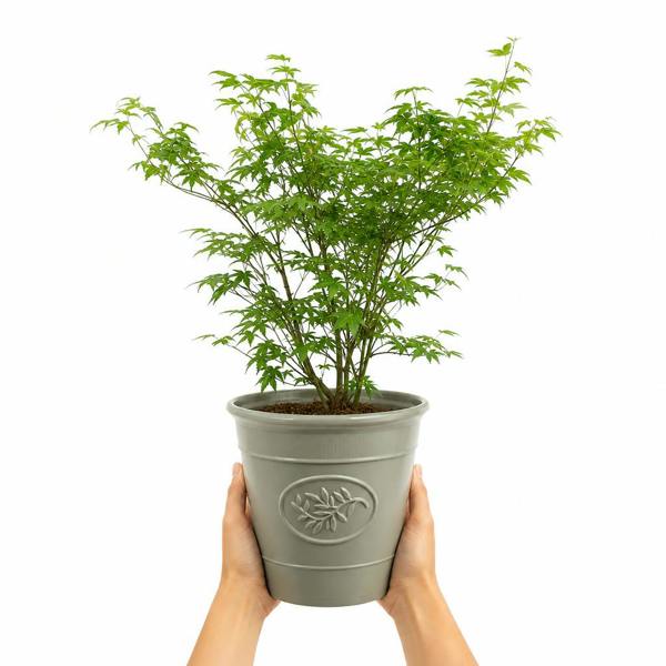 3L Acer Green Leaf in Pot Outdoor Tree for Patio & Garden