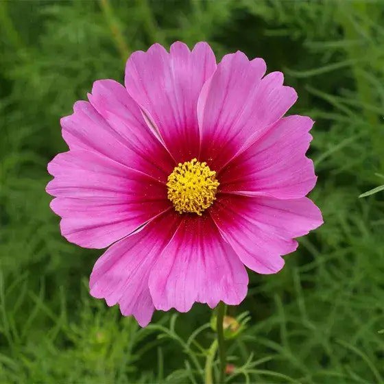 Cosmos Bipinnatus flowers in full bloom.