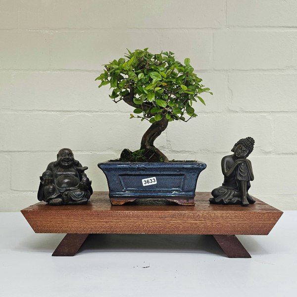 Yorkshire Bonsai Bird Plum (Sageretia) Bonsai Tree | Broom | In 15cm Pot