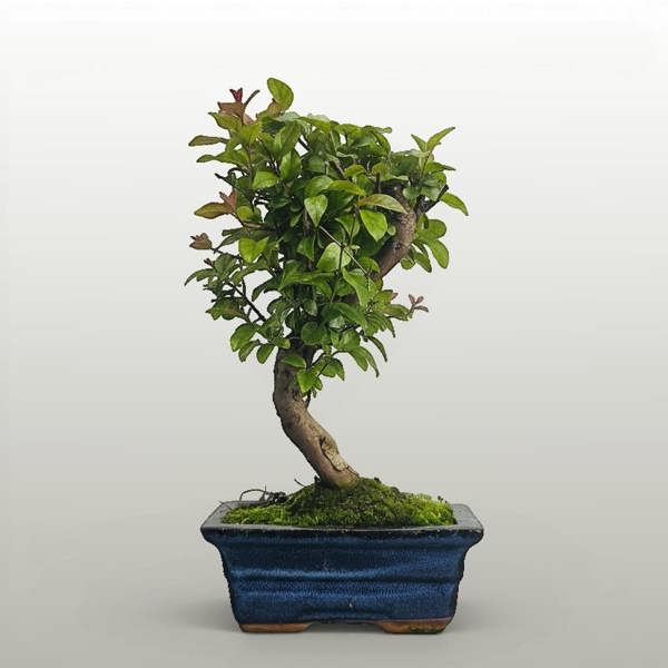 Bird Plum (Sageretia) Bonsai Tree | Semi-Shaped | In 15cm Pot - Yorkshire Bonsai standardised image 20260606-160103