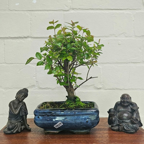 Yorkshire Bonsai Bird Plum (Sageretia) Bonsai Tree | Broom | In 15cm Pot